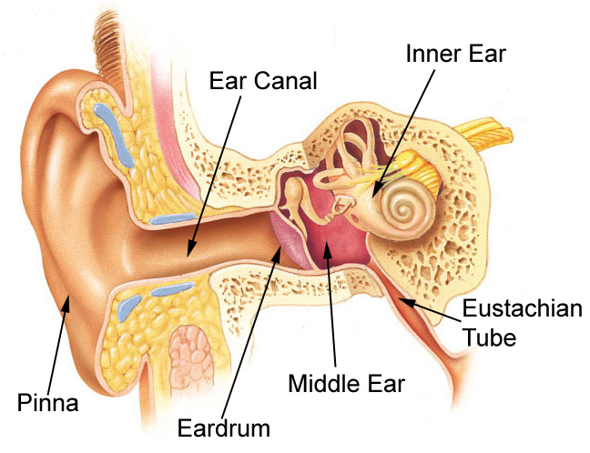 Parts and Components of Human Ear and Their Functions | MD-Health.com