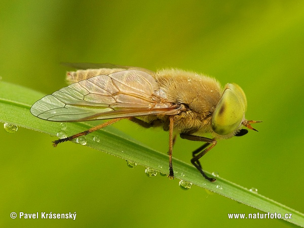horsefly bite