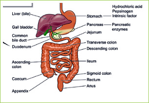 stomach edema symptoms