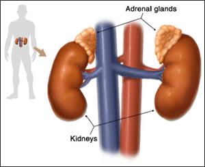 adrenal gland md health