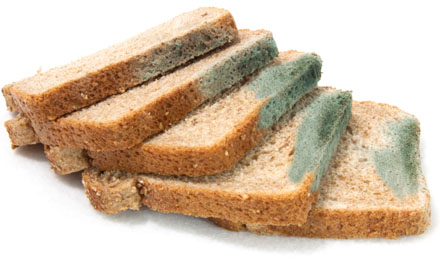 mouldy-bread.jpg