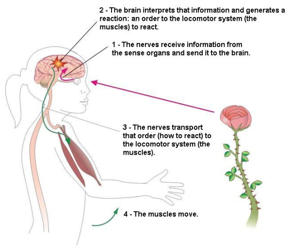 how is nervous system working md health com how nervous system works