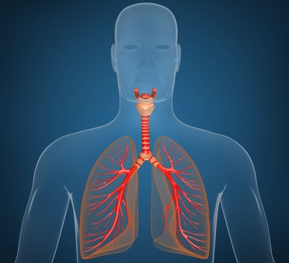 Functions of Respiratory System Organs | MD-Health.com