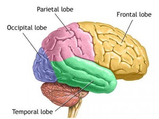 Positions and Functions of the Four Brain Lobes | MD ...