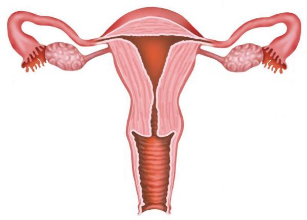 Normal Uterus Size Chart