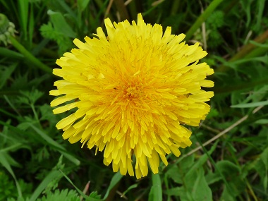 Natural Remedy Urine Retention Natural Remedy Urine Retention