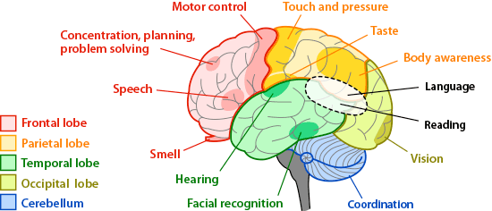 Brain Structures and Their Functions | MD-Health.com