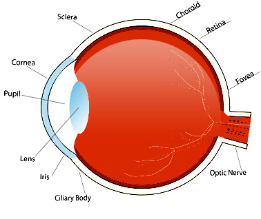 Image result for parts of the eye and their functions