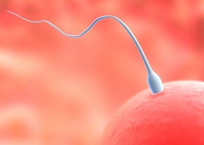 What Is the Conception Process? | MD-Health.com