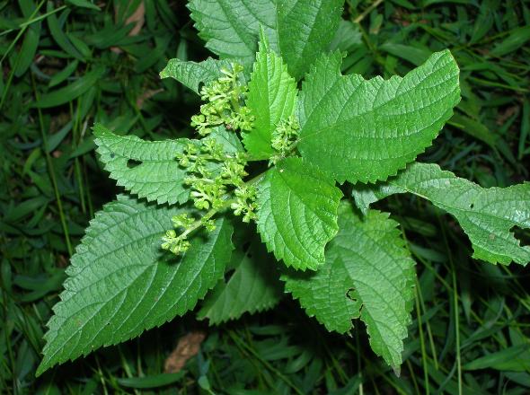 9 Poisonous Plants That Cause Rashes | New Health Advisor