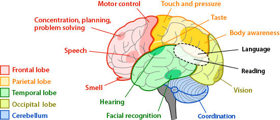 which part of the brain is responsible for problem solving