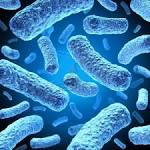 Many Bacteria Bacteria Types: Beneficial and Harmful Included | New Health Advisor